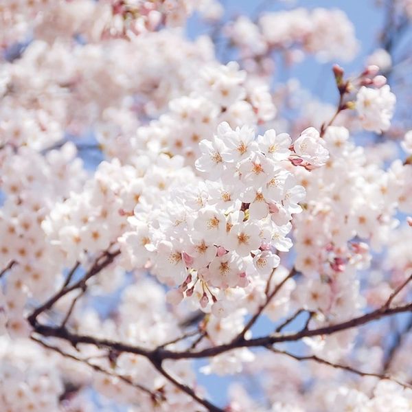 Door County Cherry Blossom