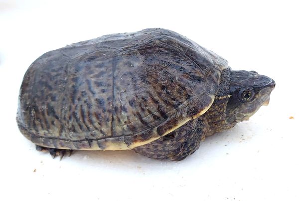 Musk Turtles