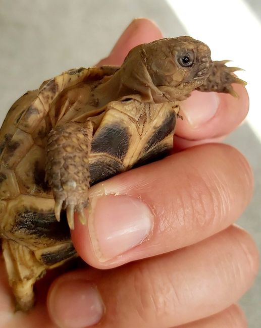 Tortoise Care Information The Turtle Emporium