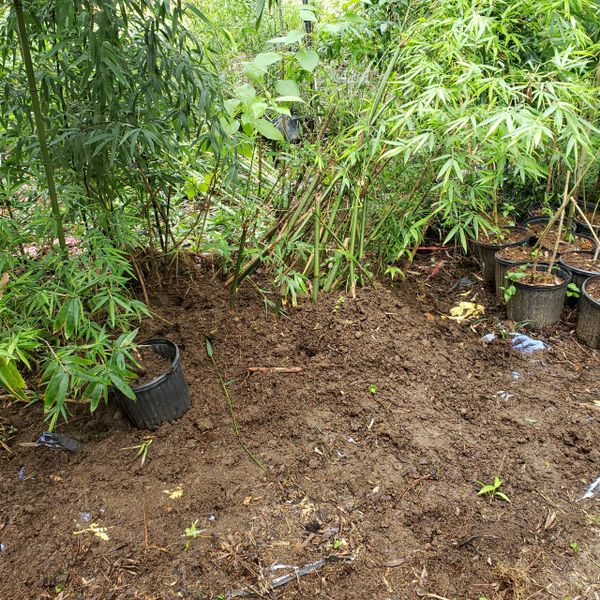 Bambusa gracilis graceful clumping bamboo plant