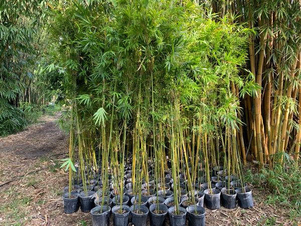 23 varities of container grown Bamboo