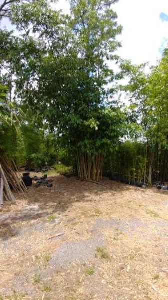 Dendrocalamus Minor Amoenus, Angel Mist Bamboo