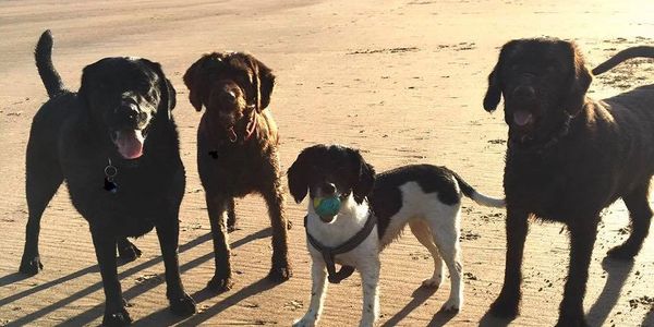 Four dogs on a beach.