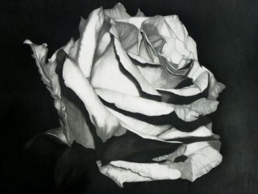 Black and white close-up of a detailed rose.