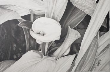 Black and white pencil drawing of a calla lily flower surrounded by leaves.