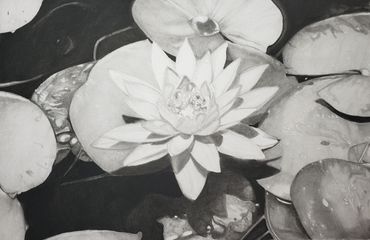 Black and white close-up of a water lily with lily pads.