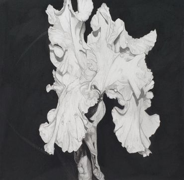 A detailed black and white drawing of a wavy leaf against a black background.