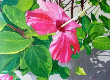A vibrant pink hibiscus flower surrounded by lush green leaves.
