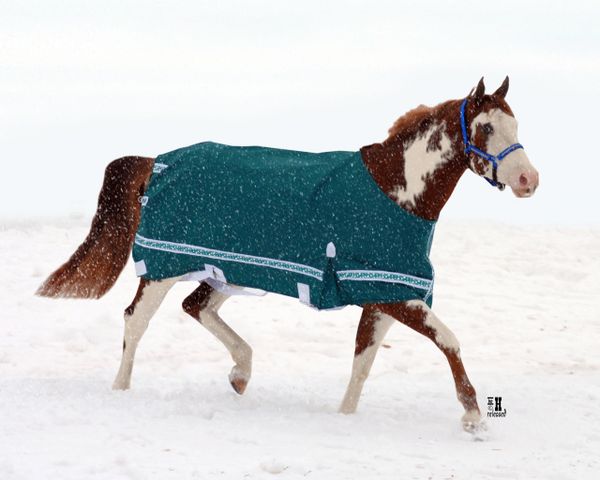 High Neck Turnout Blanket