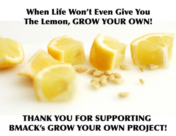BMack's Lemon Seed