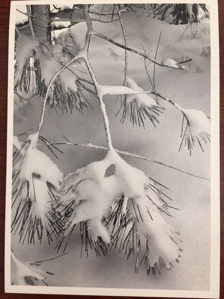 ANSEL ADAMS HAND SIGNED PHOTO LITHOGRAPH, PINE BRANCHES, SNOW, YOSEMITE VALLEY