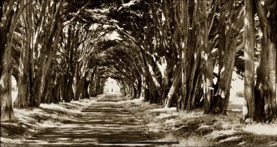 Tree-lined pathway creating a natural tunnel.