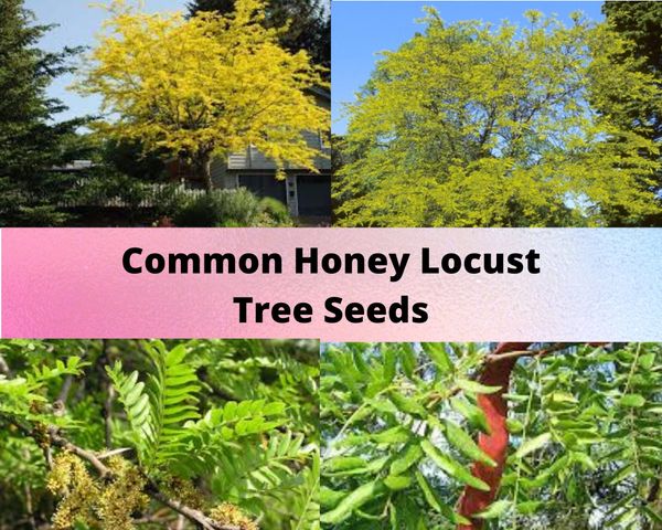 Common Honey Locust Tree Seeds