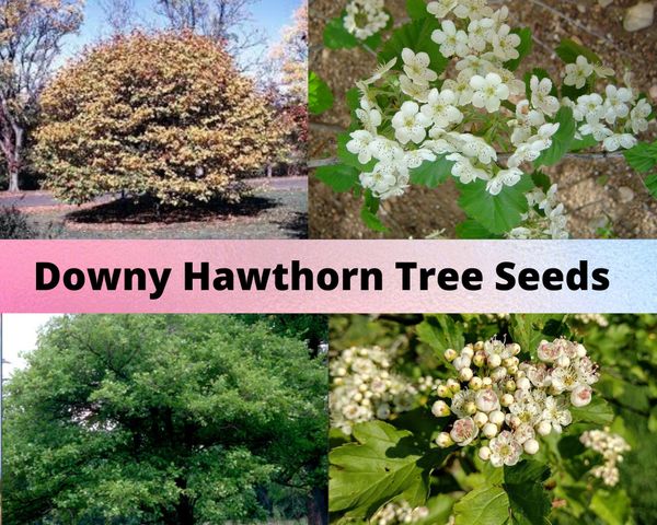 Downy Hawthorn Tree Seeds