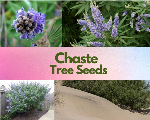 Chaste Tree Planting Guide , How to Transplant Chaste tree – OZIX