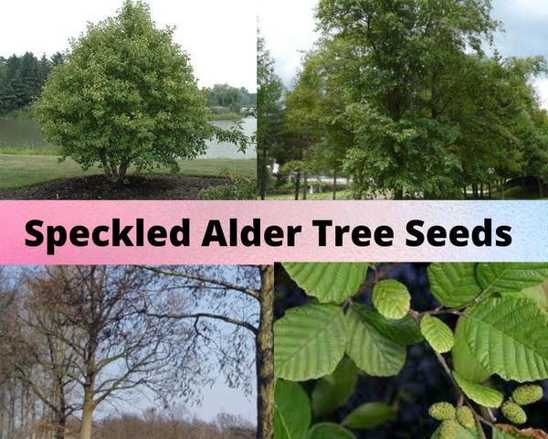 Speckled Alder Tree Seeds