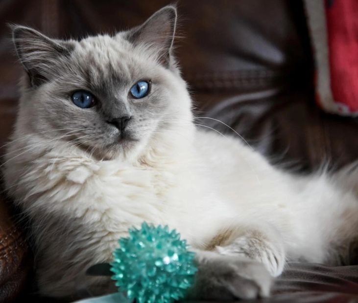 Shawnee Ragdolls Pennsylvania Ragdoll Kitten Breeder