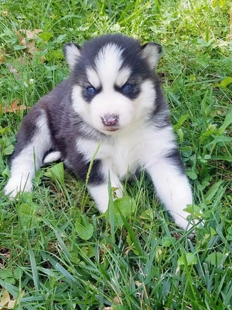 Our Husky Pack | Starr Huskies