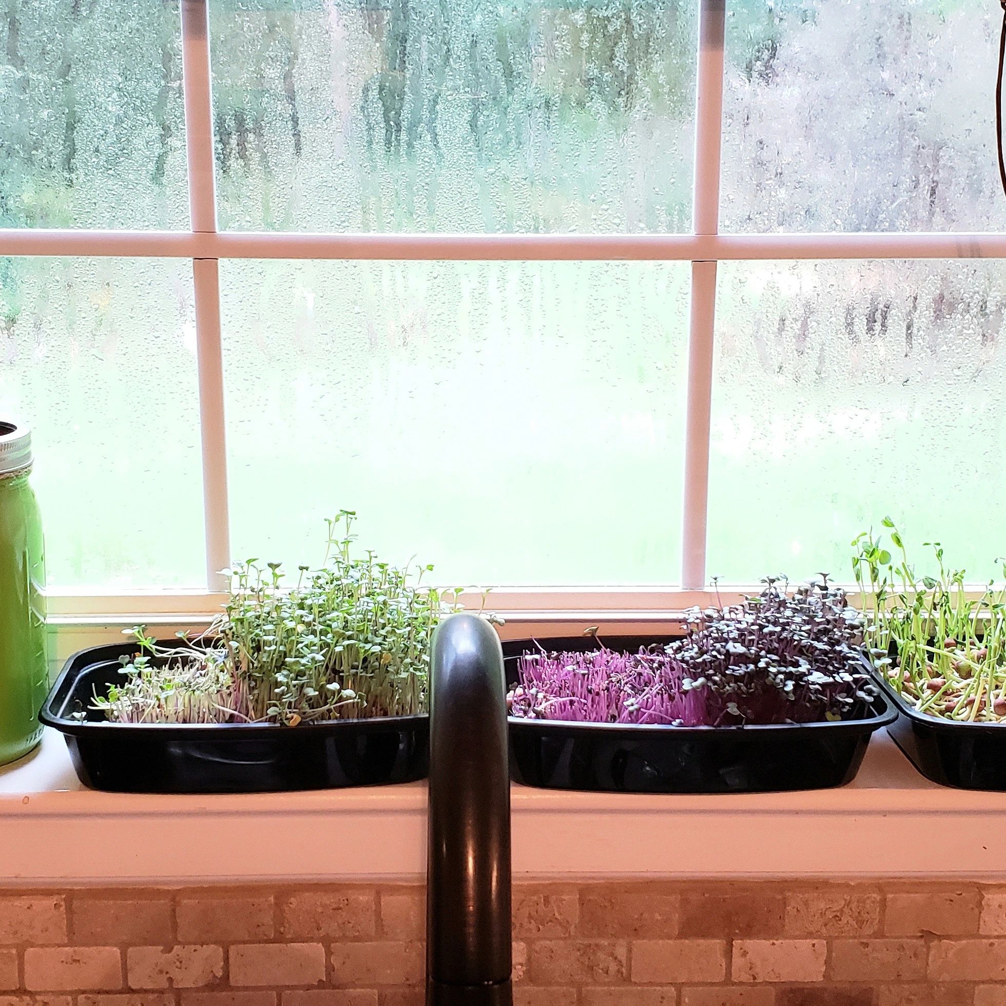 Eat from a Living Microgreen Grow Container
