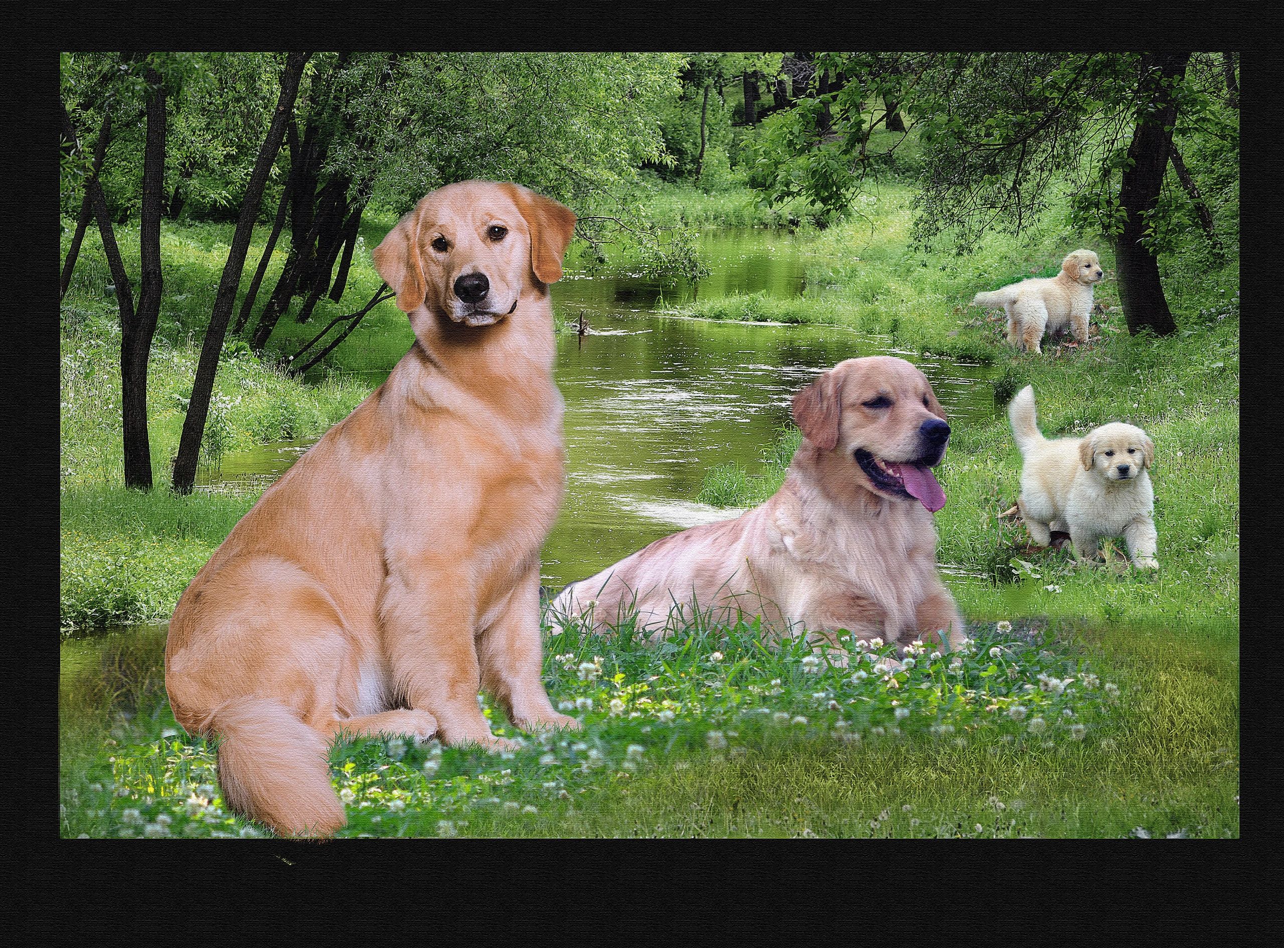 Health Charolias Golden Retrievers