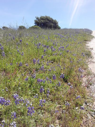 Purple flowers growing on a hillside in California.