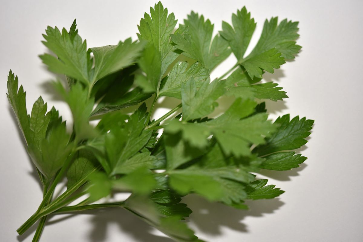 Italian Flat Leaf Parsley
