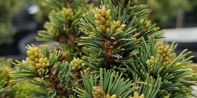 Pinus parviflora Haguromo