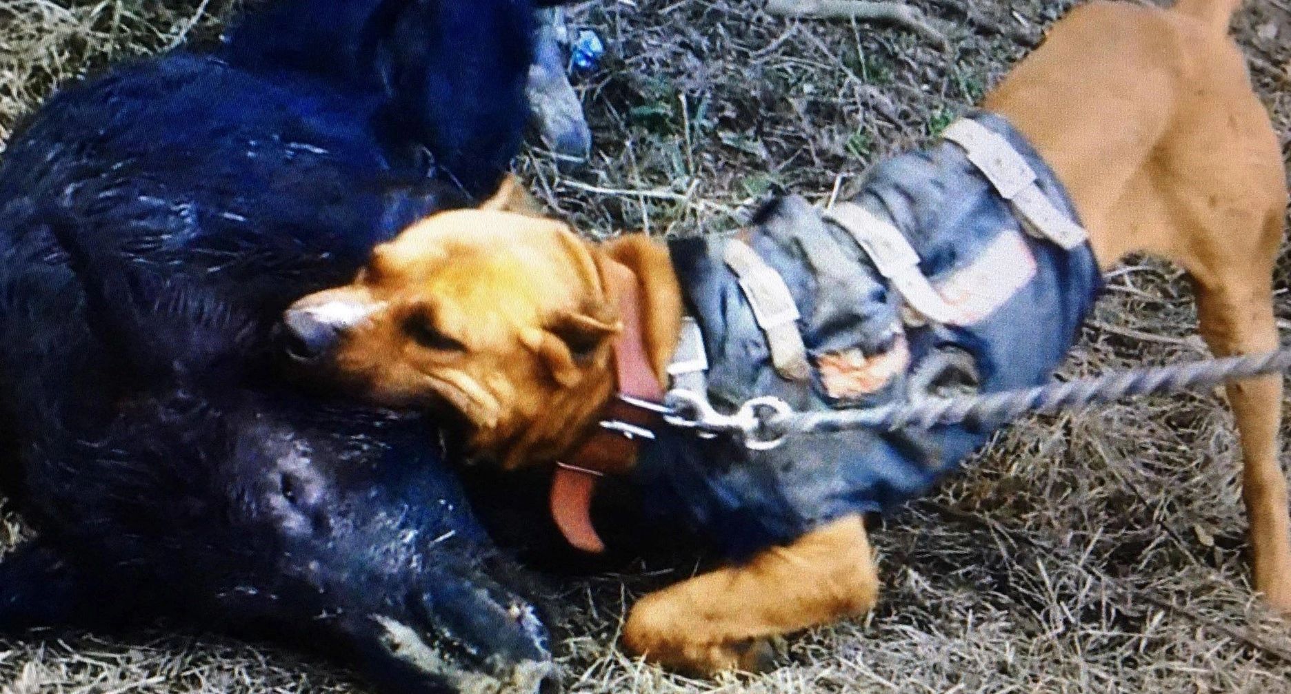 American Sentinel K9, LLC Bandog, Pit Bull, Hog Catch Dog