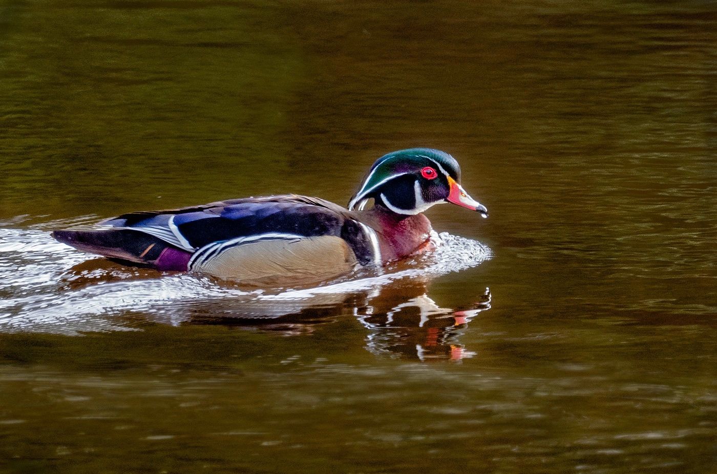Birding in the Upper Klamath Basin on a Guided Kayak Tour is the best way to view the birds.