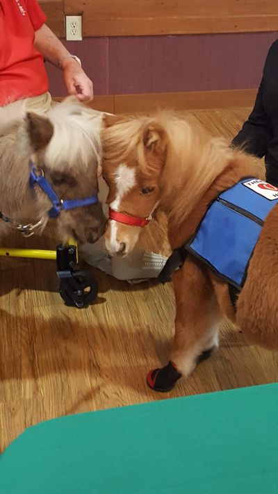 Tiny miniature horses / miniature therapy horses for sale / tinyminihorses / tinyminihorses.com