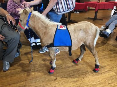 Tiny miniature horses / miniature therapy horses for sale / tinyminihorses / tinyminihorses.com