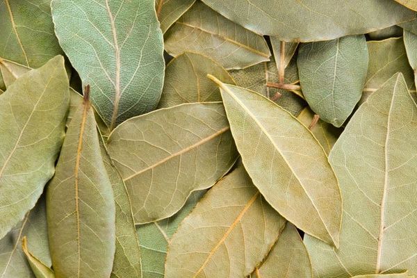 Magickally Enhanced Bay Leaves - Offering For Spirits and Entities - Protects, Banishes and Breaks Curses - Many Uses