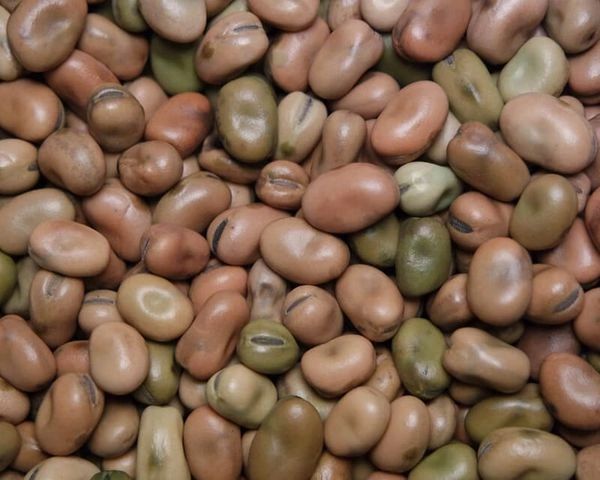 Mojo Wish Beans ~ Simple Magick for Simple Wishes with Powerful Result - Great for Luck!