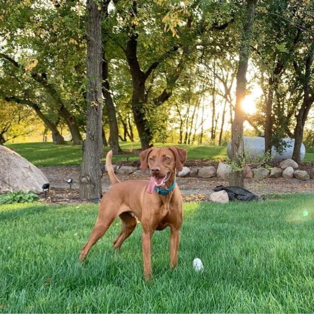 can you have a vizsla in an apartment