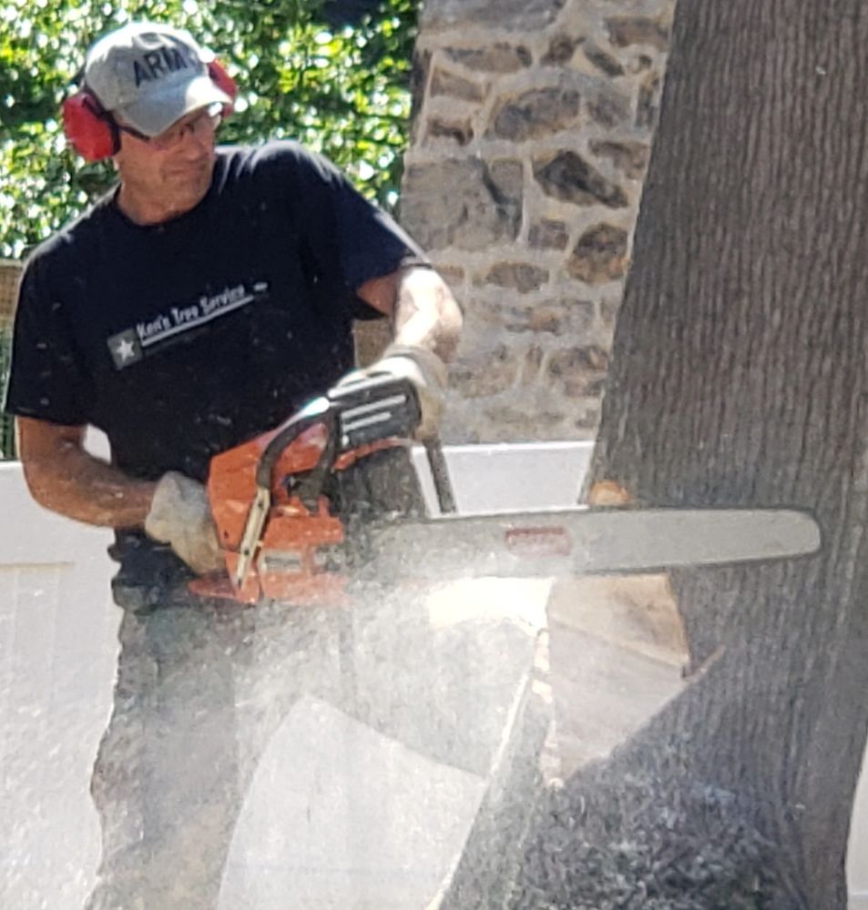 A 70' maple leaning heavily over a neighbor's property is no match Ken's felling skills!