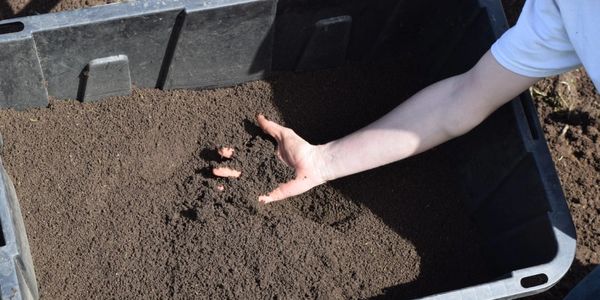 worm castings
red worms
worm poop
worm farm
red bluff California 
