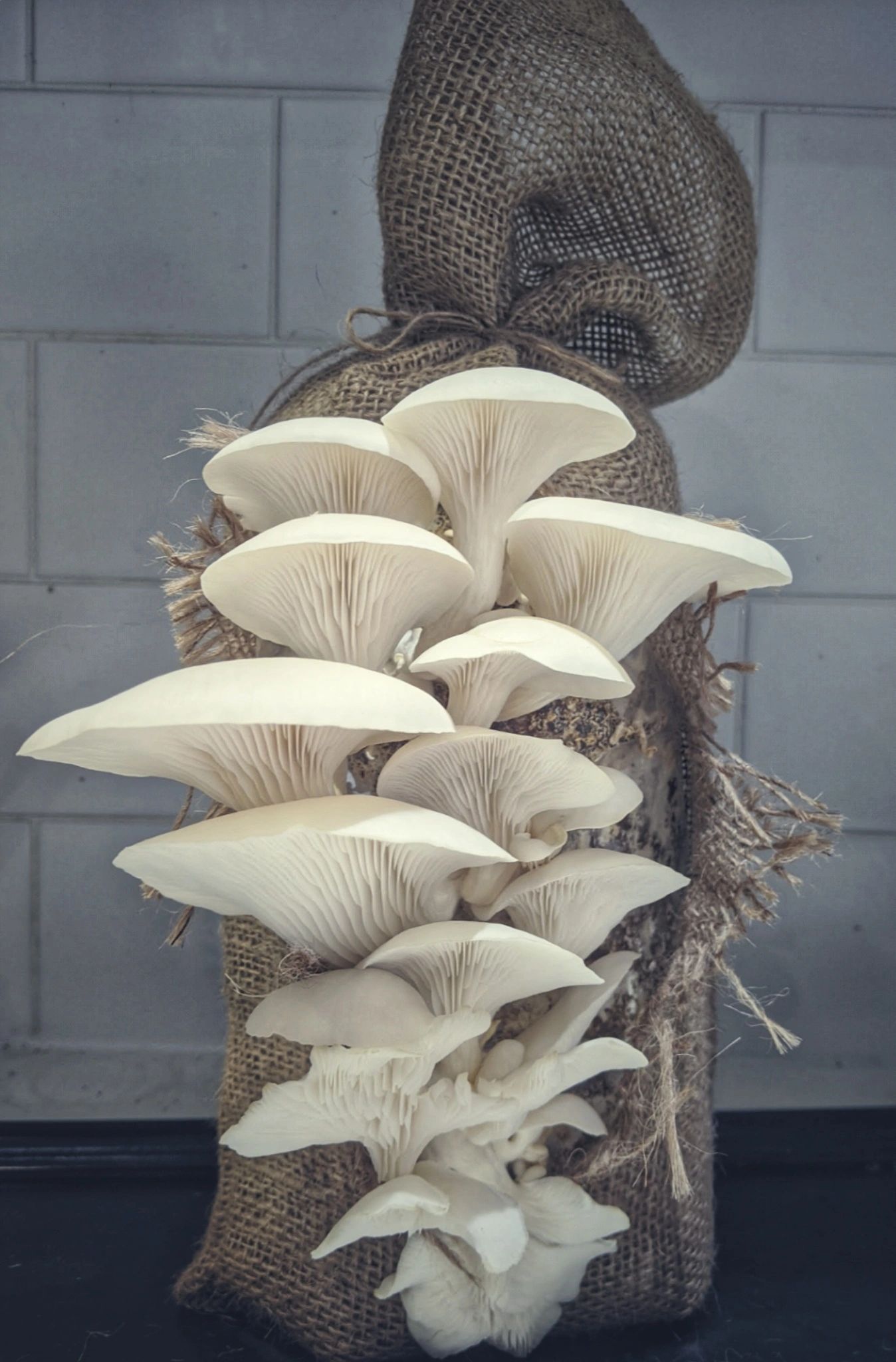 White oyster mushroom grow-kit growing out of a Hessian sack.