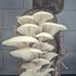 White oyster mushroom grow-kit growing out of a Hessian sack.