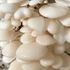 White oyster mushrooms.