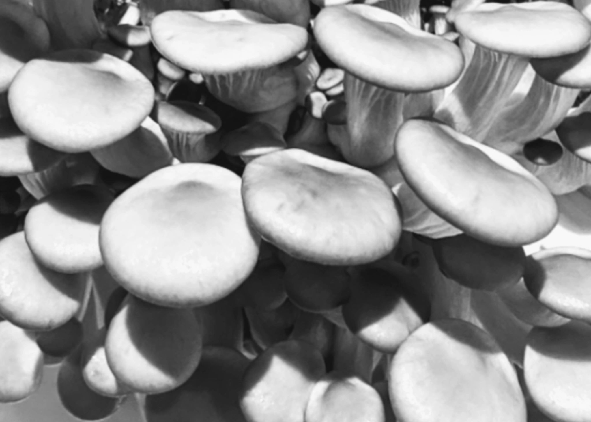 Black and white photograph of blue-grey oyster mushrooms