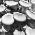 Black and white photograph of blue-grey oyster mushrooms