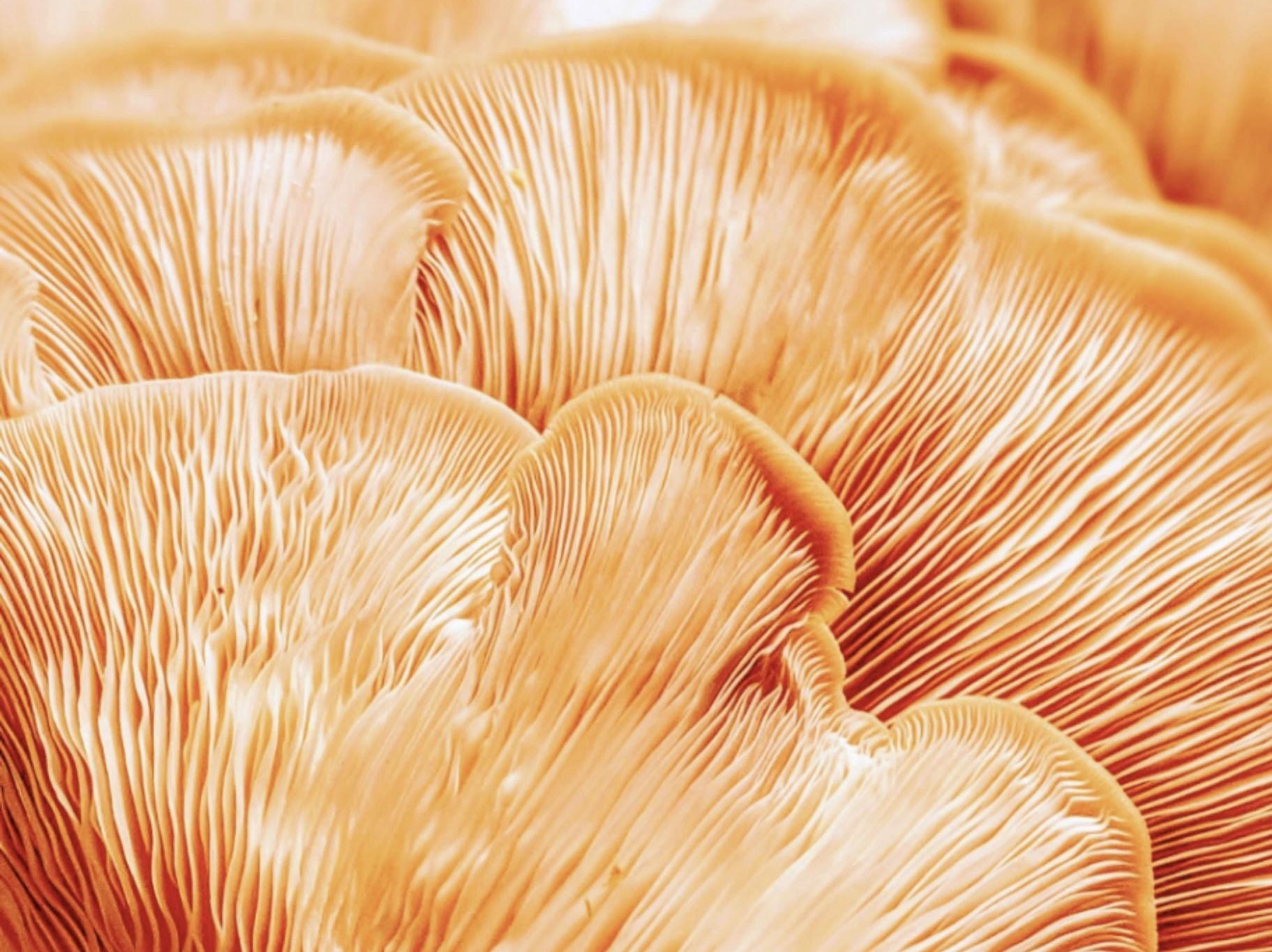 Pink oyster mushroom grown on a straw substrate.