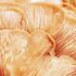 Pink oyster mushroom grown on a straw substrate.
