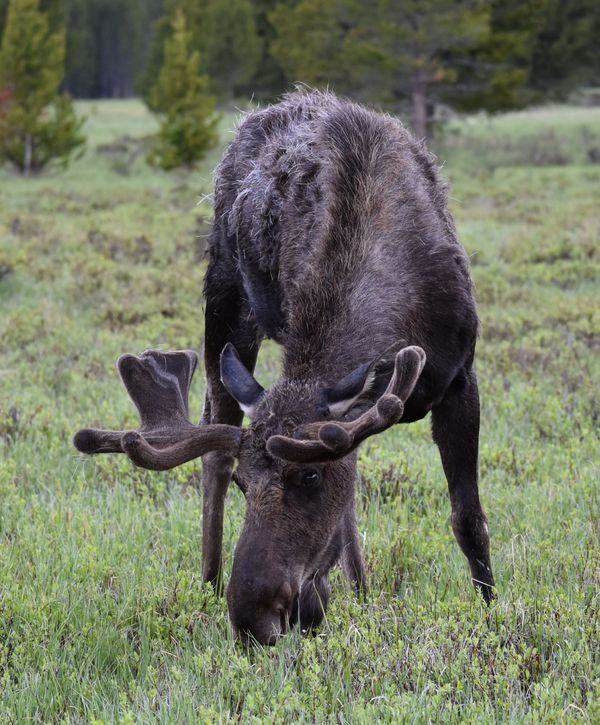 Moose bull