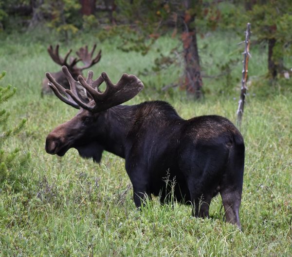 Bull moose on Stillwater Pass Road. 