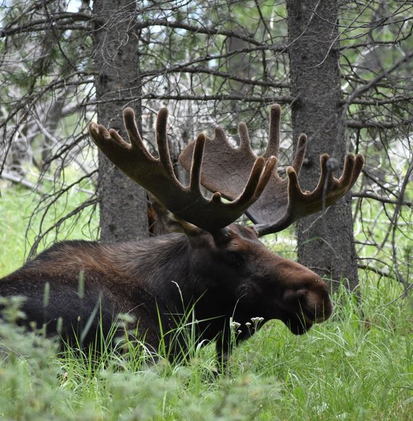 Very large moose bull.