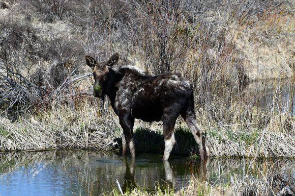 Moose bull near Colorado River. 