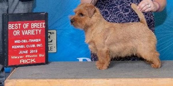 Norfolk Terriers For Sale Regency Norfolk Terriers