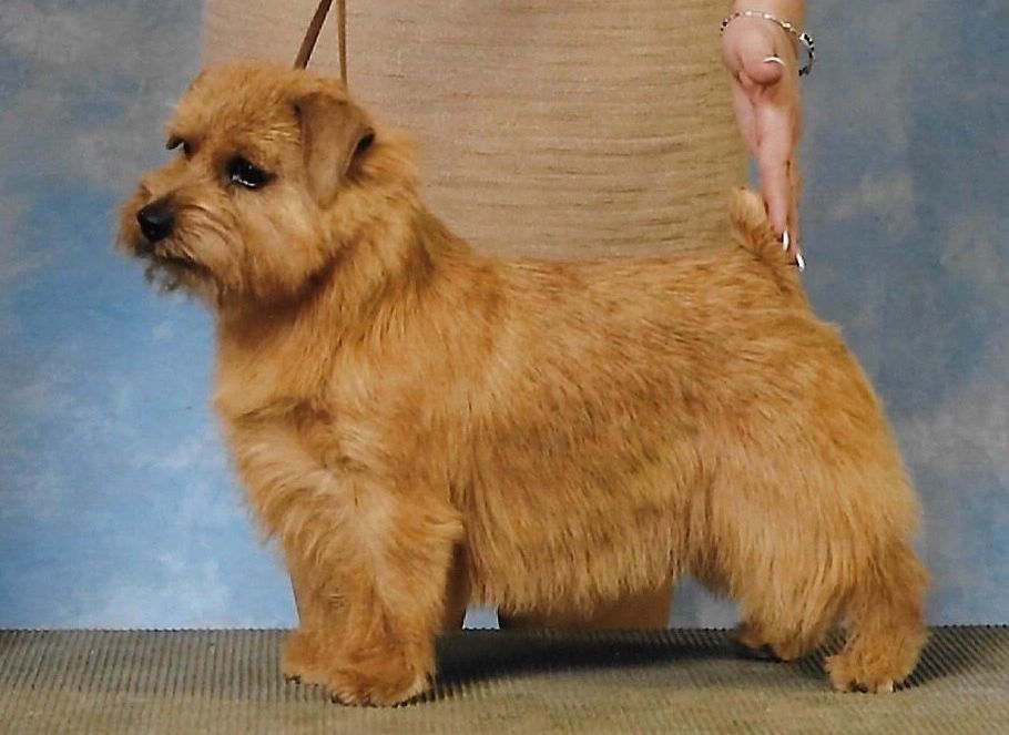 GCH  Tweedledee Teddy As Walk with Regency (Walker)