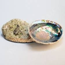 Abalone Shell